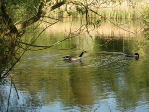 66266 - Londyn Hampstead Heath