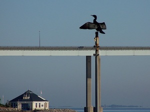 kormoran -suszenie skrzydeł   okolice Inverness