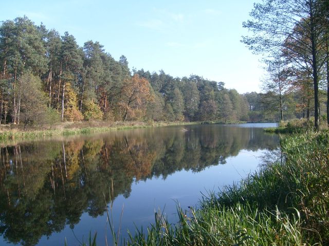 Staw śródlesny na tzw Młynkach 