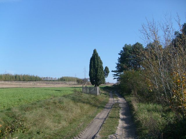 Jałowiec