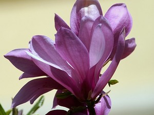 Saska Kępa kwiat magnolii