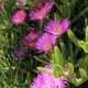 kwiaty w Matala