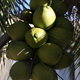 kokosy / Playa del Carmen