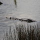 krokodyl w jeziorze obok ruin Coba