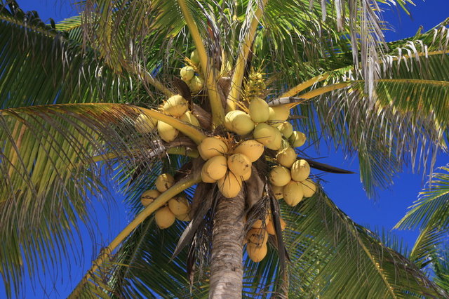 kokosy na plaży w Tulum