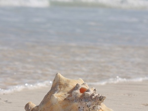 autentycznie znaleziona muszla na plaży w Tulum