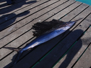 ryba piła na deskach / Puerto Morelos