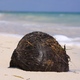 kokos na plaży w Puerto Morelos