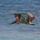 majestatyczny pelikan w Puerto Morelos