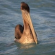 pływający pelikan / Puerto Morelos