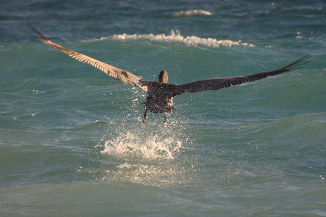wzbijający się pelikan / Puerto Morelos