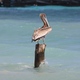 siedzący pelikan / Puerto Morelos