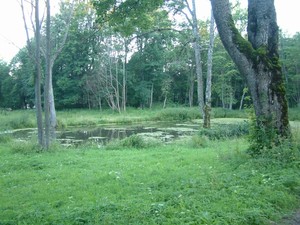 opuszczony park w Starej Hańczy