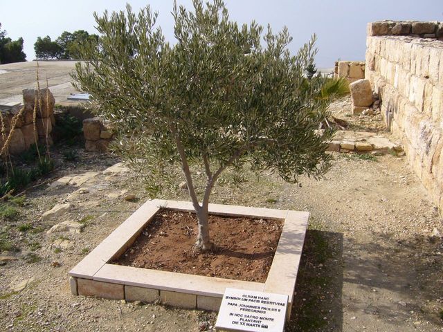 Oliwka JPII na górze Nebo 