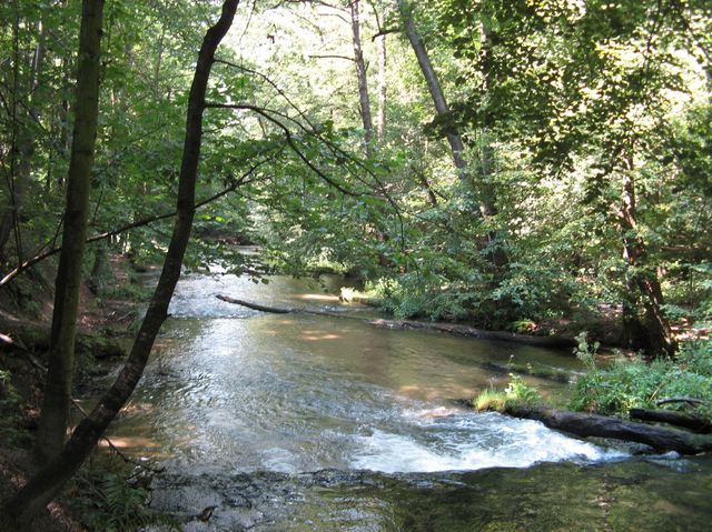 Rezerwat Szumy nad Tanwią