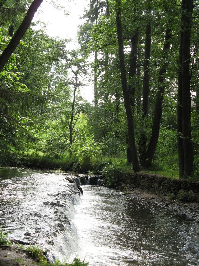 Rezerwat Szumy nad Tanwią