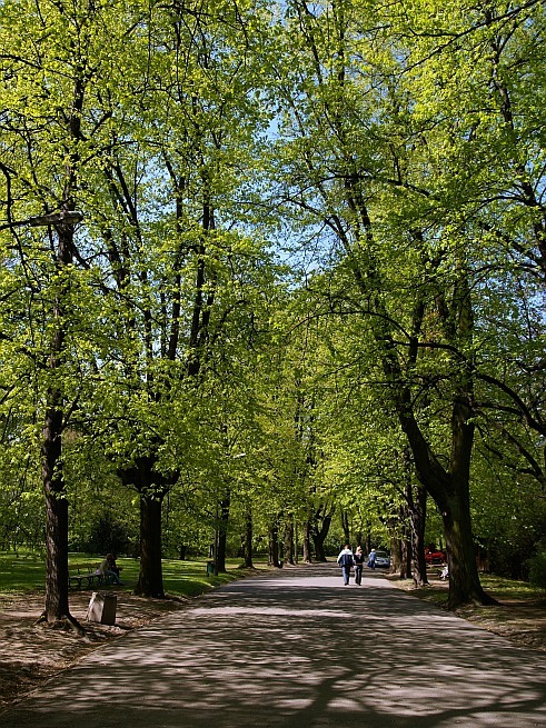 Aleja w Parku Skaryszewskim