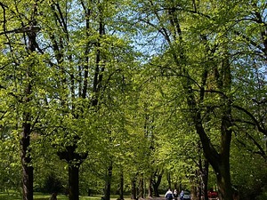 Aleja w Parku Skaryszewskim