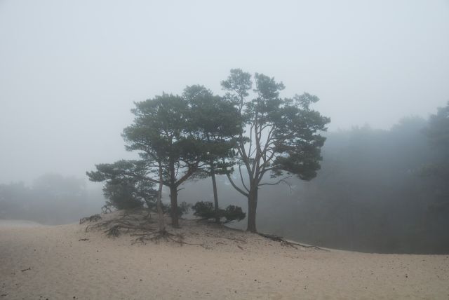 wydma we mgle
