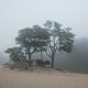 wydma we mgle