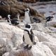 Pingwiny, Betty's Bay, Garden Route