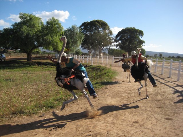 Farma Strusi, Oudtshoorn, Garden Route