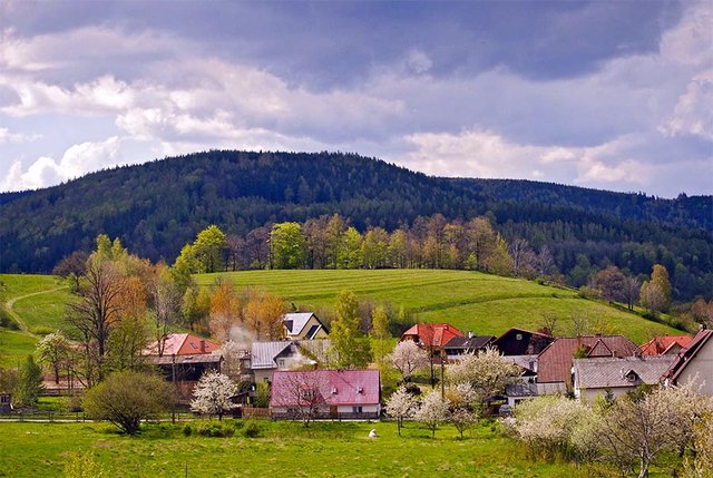 Ścięgny