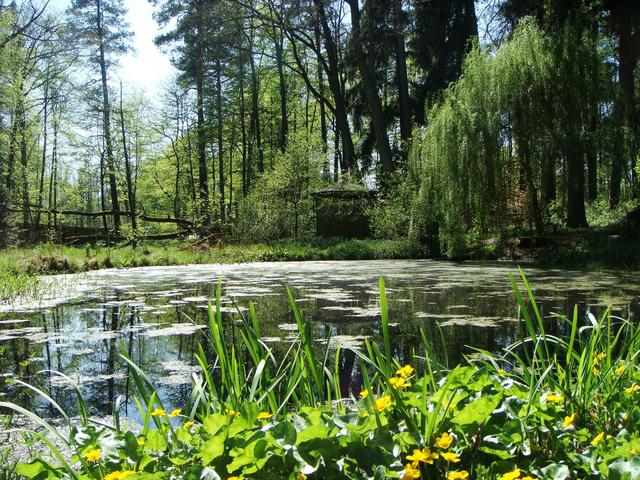 Cisza w arboretum
