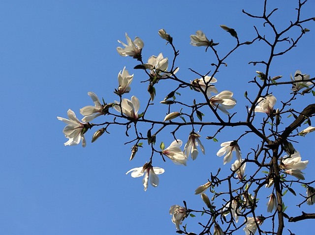 Kwiaty magnolii w Parku Skaryszewskim