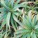 aloes