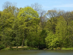 Mostek w cieniu drzew w Parku Skaryszewskim