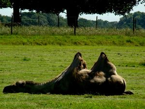 Safari park