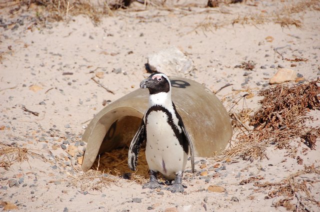 Boulders Beach - pingwiny
