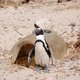 Boulders Beach - pingwiny