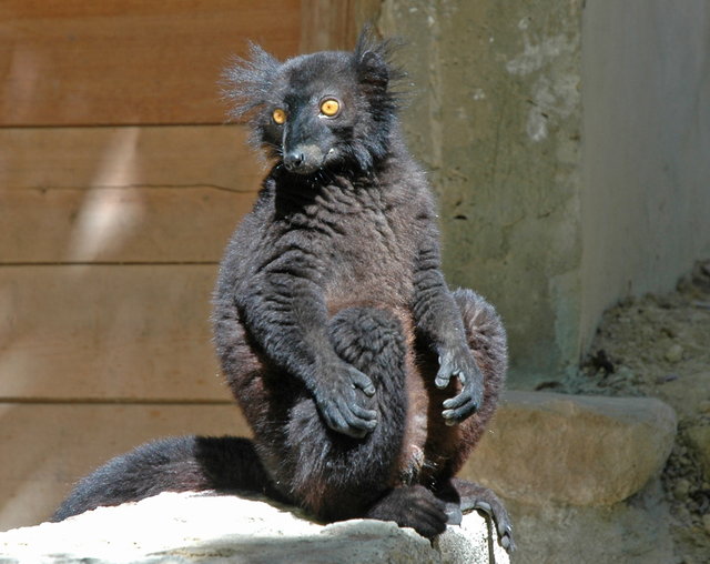 Lemur na Nosy Sakatia