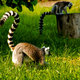 Lemury