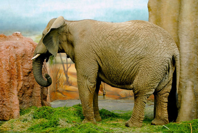 Słoń Indyjski