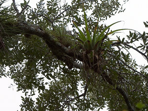 Air plant - inny okaz pasożyta