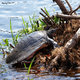 żółw z Florydy