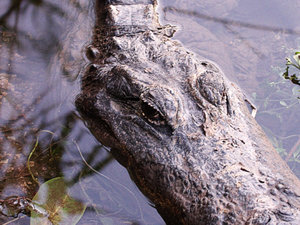 Aligator - tenże sam co na innym zdjęciu blisko