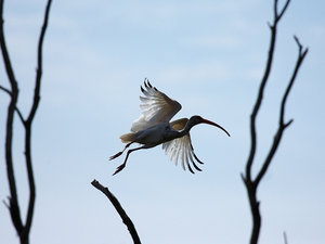 ibis - właśnie wystartował :)