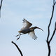 ibis - właśnie wystartował :)