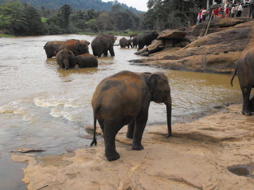 w rezerwacie słoni