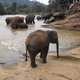 w rezerwacie słoni