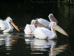 img_5397