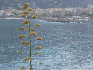 Widok na zatokę Sferracavallo