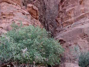 Wadi Rum