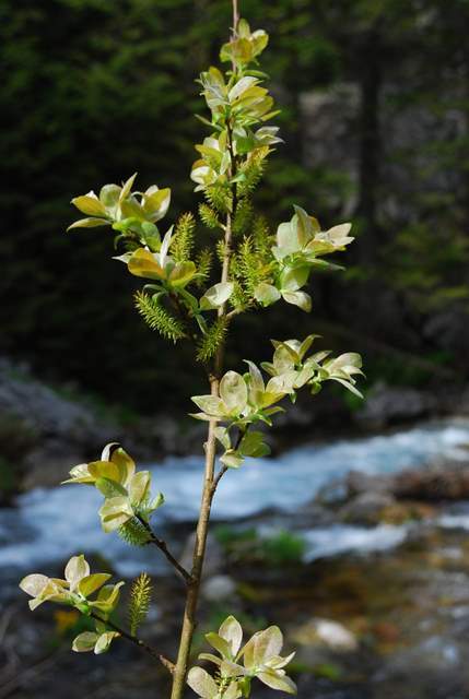 Tatry maj 2009