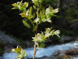 Tatry maj 2009