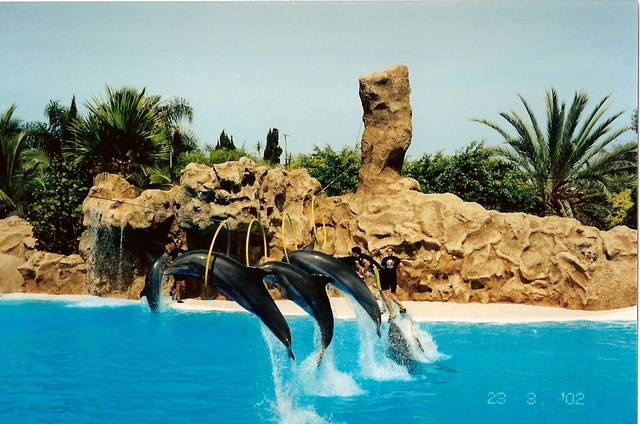 Loro Park - Puerto de la Cruz